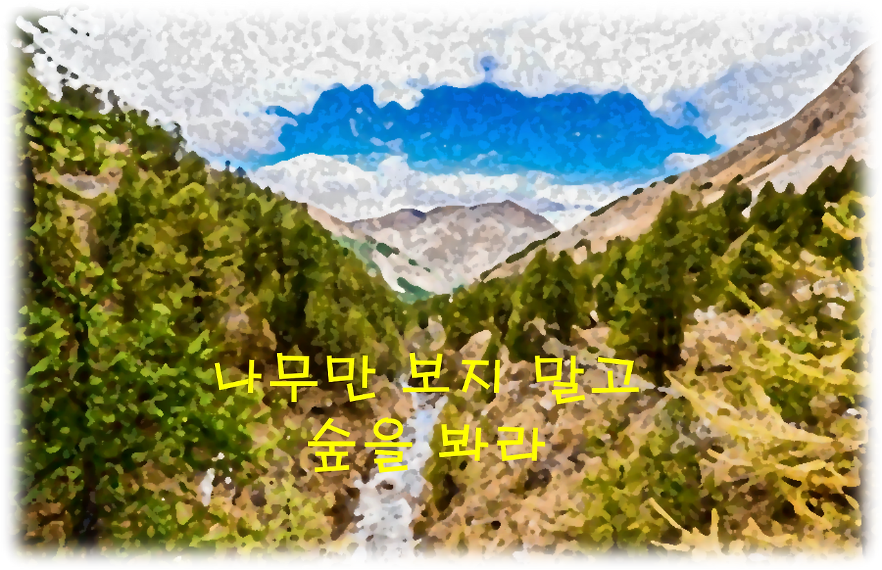 나무와 숲.png