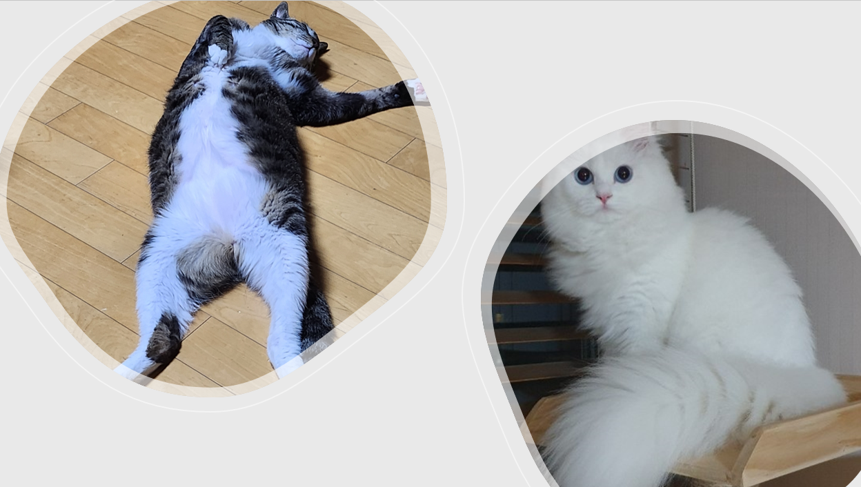 우리집 고양이.png