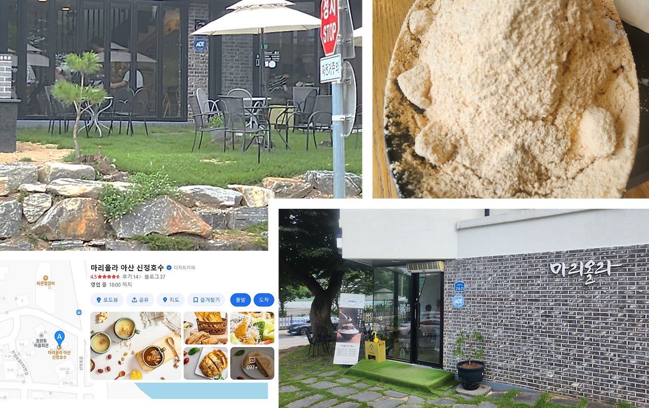 신정호 마리올라 1.png