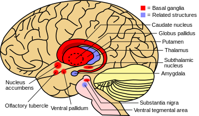 Basal_ganglia_and_related_structures_(2).svg.png
