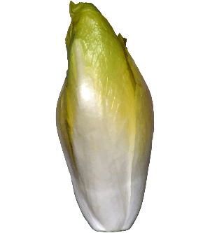 Belgian_endive_or_Leaf_chicory_(Cichorium_intybus_var._foliosum)_(Witlof,_Brussels_lof).svg.png