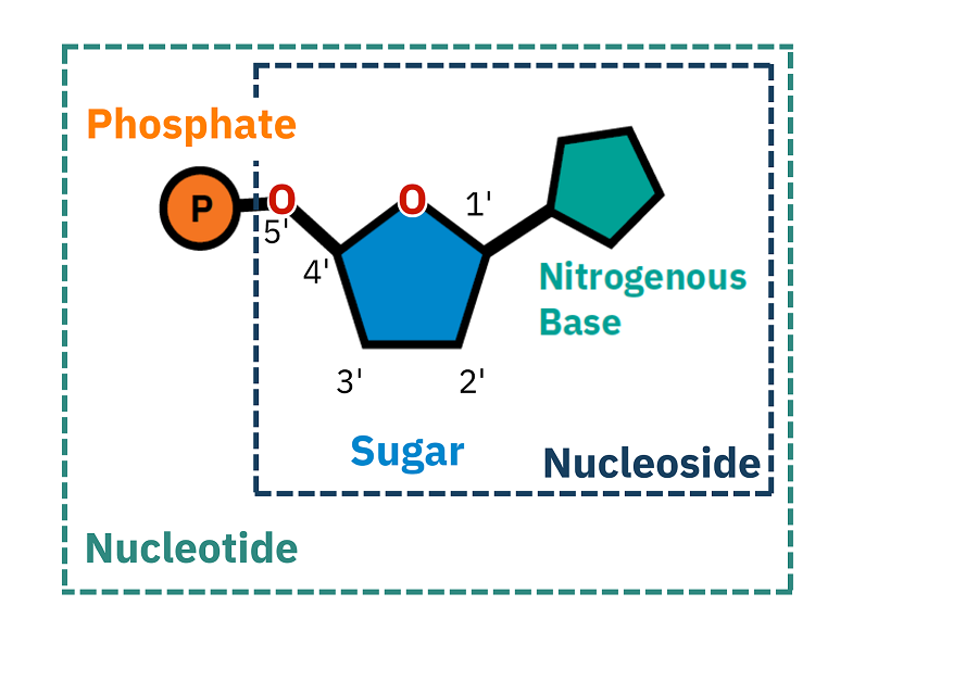 Nucleoside vs Nucleotide.png