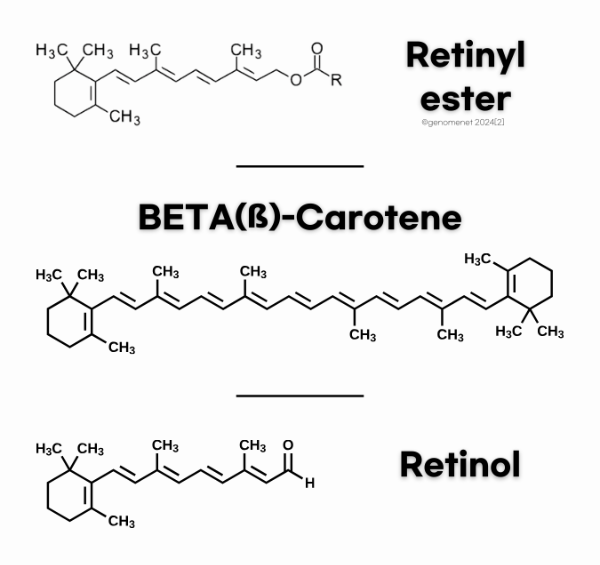 비타민A전구체_레티놀레티닐에스터베타카로틴.png