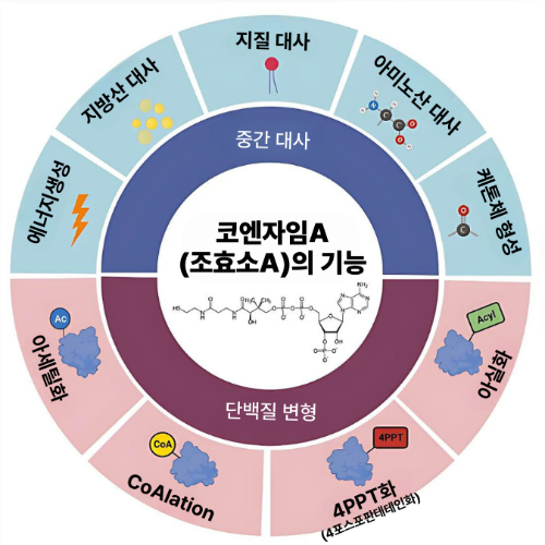 조효소A의기능_필톡.png