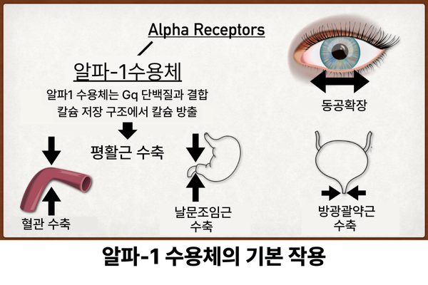 알파1수용체.png