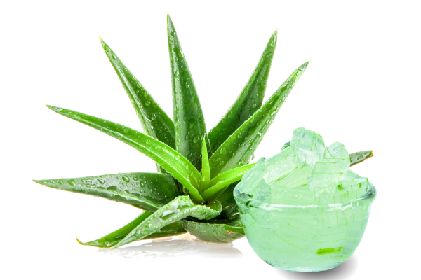 알로에베라 .png