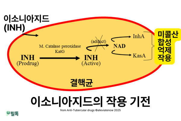이소니아지드 작용기전.png