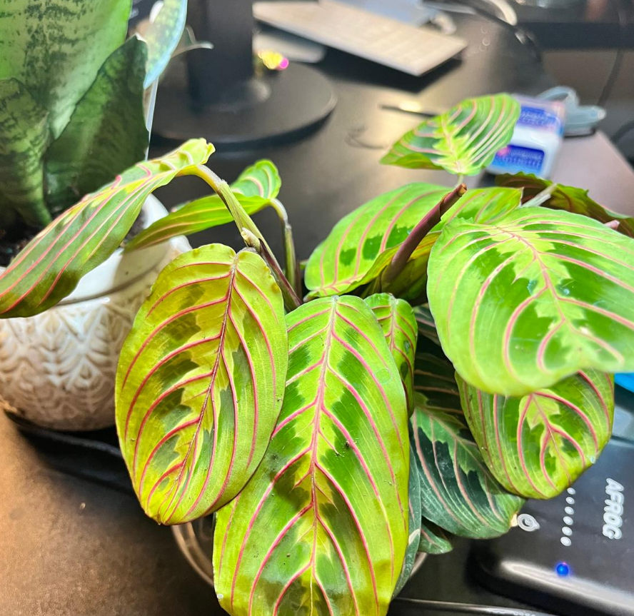 Screenshot 2025-07-16 162256.png