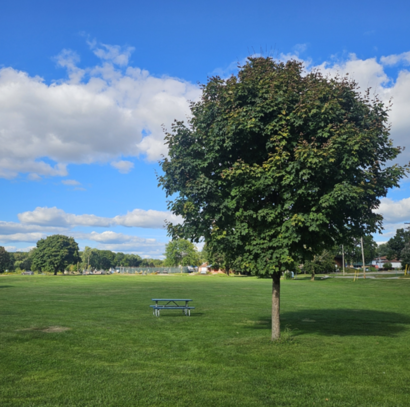 20250919_초록공원의 나무.png