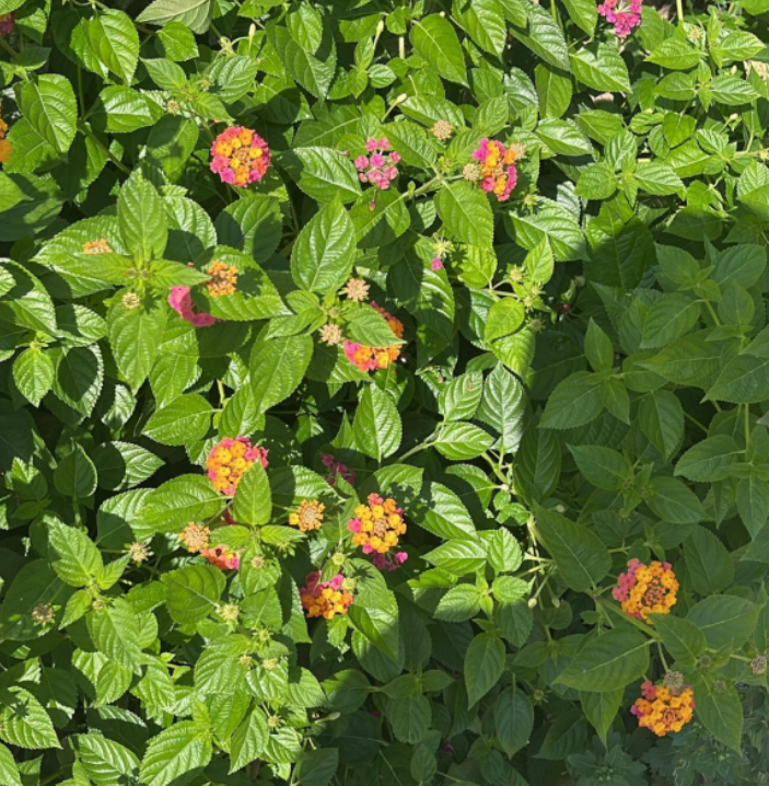 화면 캡처 2024-12-14 131934.png