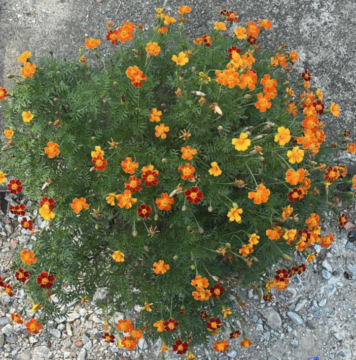 화면 캡처 2024-12-14 132016.png