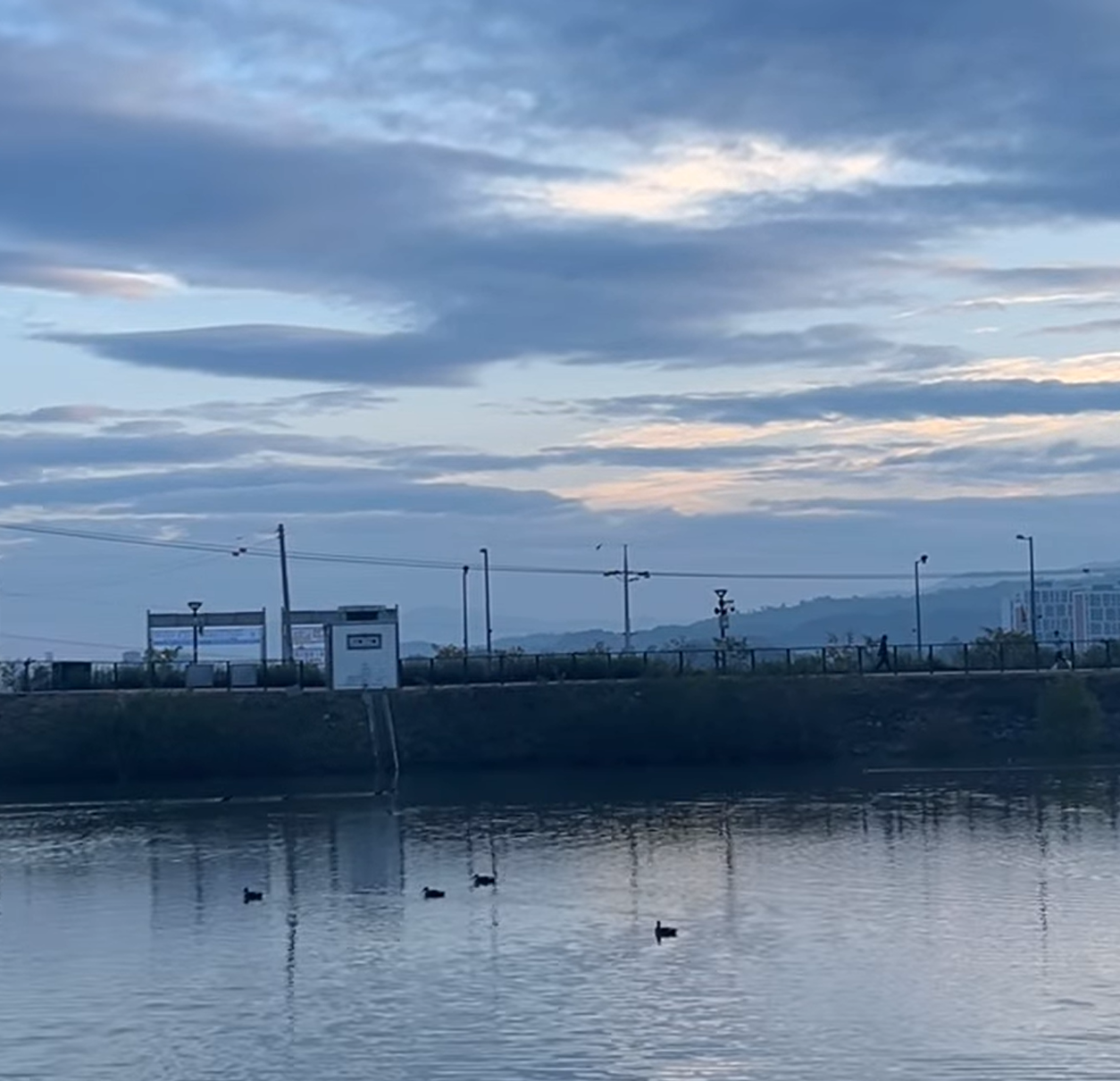 오리들 산책.png