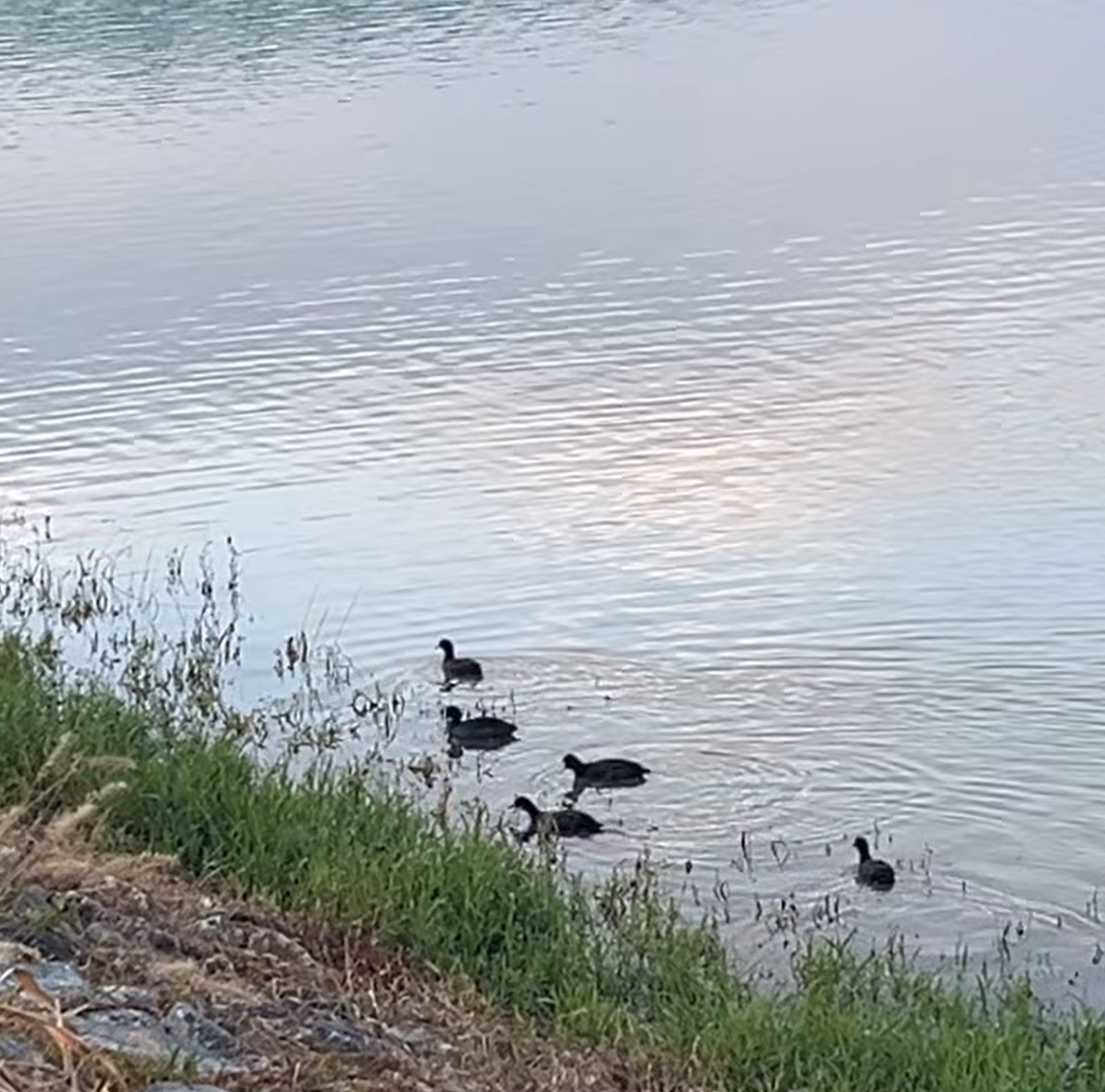 오리들 산책222.png