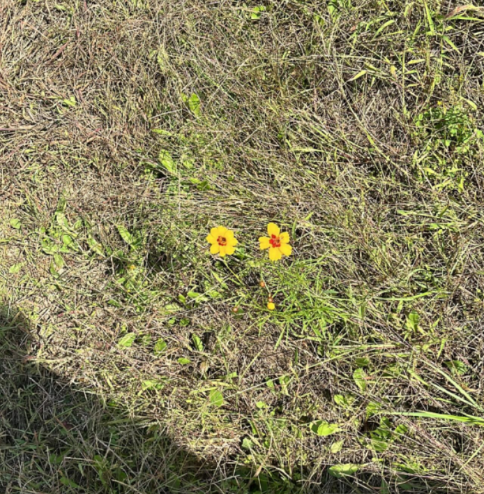 화면 캡처 2024-12-14 131820.png