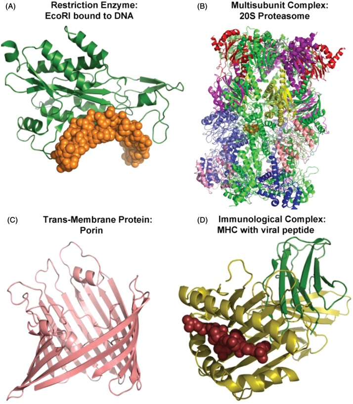 Variety-of-protein-structures-Examples-of-different-types-of-proteins-are-shown-to.png