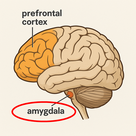 뇌 구조-편도체.png
