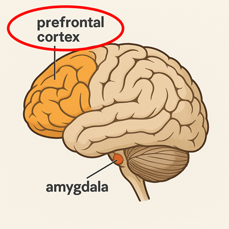 뇌 구조-전전두엽.png