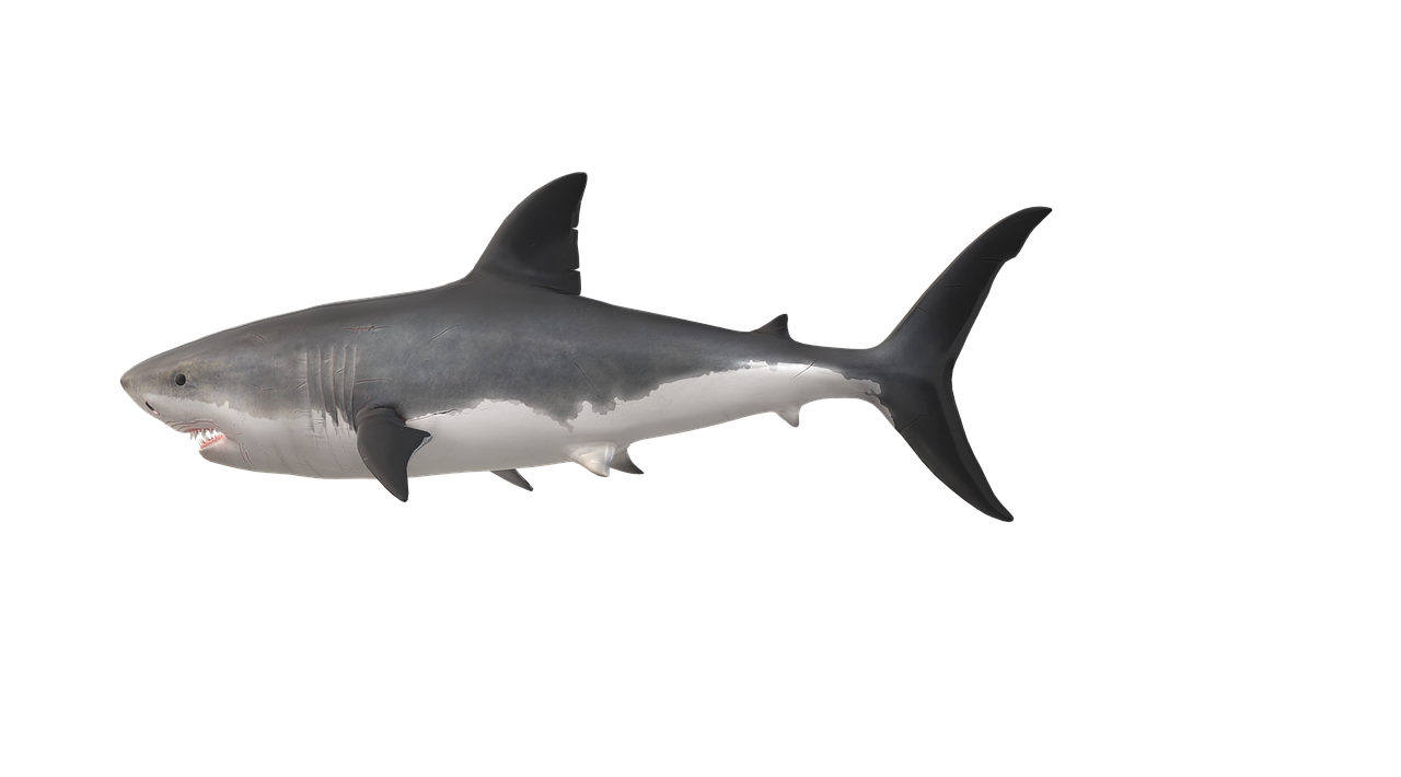 shark-3702736_1280.png