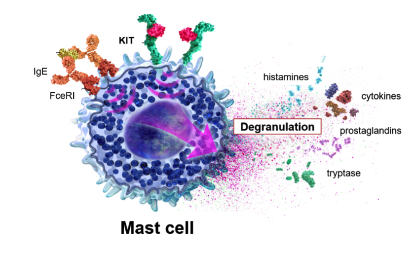 Mast-cell-space.png