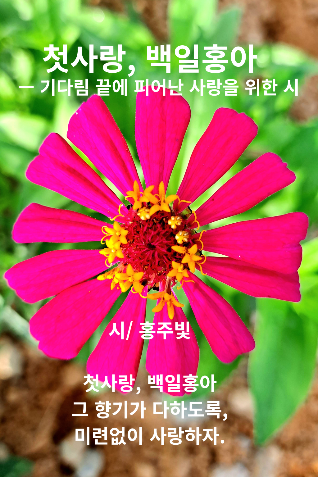 첫사랑 백일홍아.png