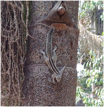 나무에 붙은 다람쥐 20250814_145557403.png