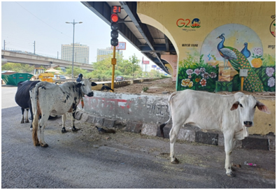 고가로 밑 소들 20250711_180307226.png