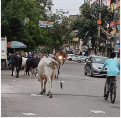 뉴델리 거리의 흰소.png