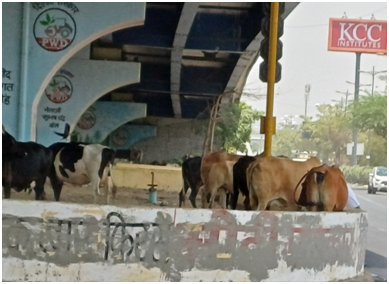 소 외양간 20250717_142527755.png