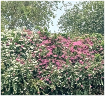 아름다운 꽃들 20250821_120816134.png