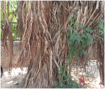 뿌리 나무 20250725_145333989.png