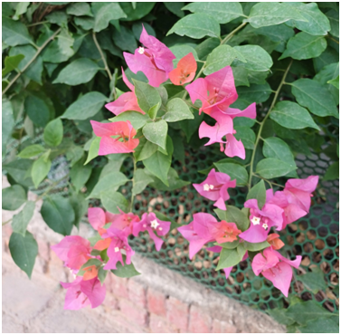 꽃 20250528_152253350.png