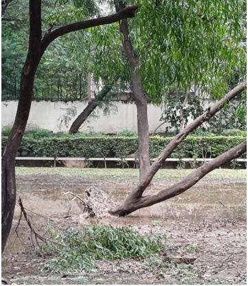 비바람에 뿌리 드러난 나무.png