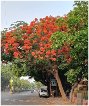 붉은 꽃 20250519_194949372.png