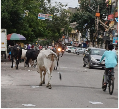 뉴델리 거리의 흰소.png