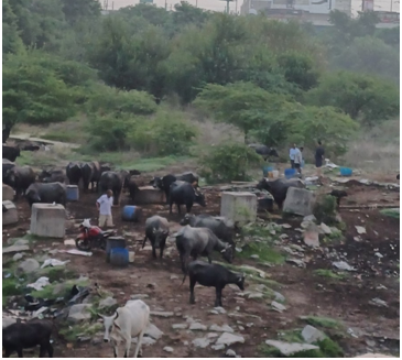 야무나강 둔치의 물소.png