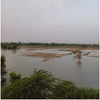 물에 잠긴 야무나강 둔치 농지.png