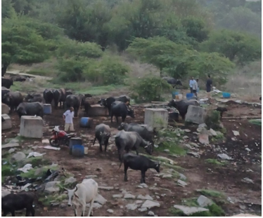 야무나강 둔치의 몰소와 사람들.png