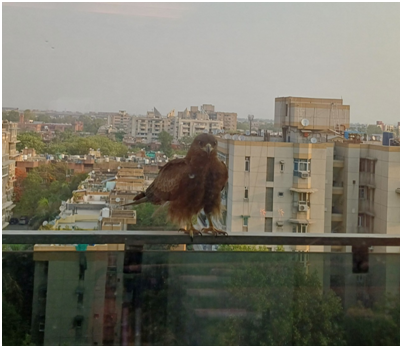 독수리 20250608_095511125.png