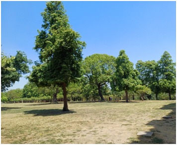 나무 풍경 20250725_145451584.png