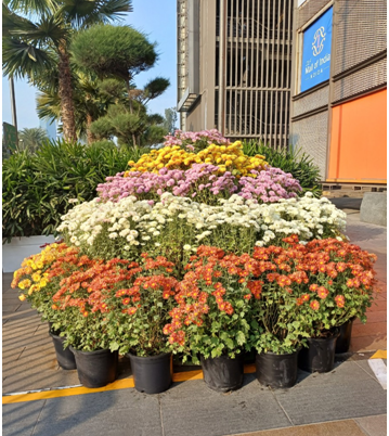 DLF노이다 몰.png