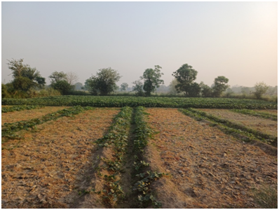 야무나강 둔치 농지2 20250627_151234764.png