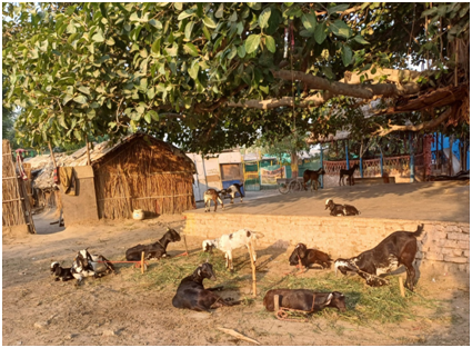 염소들 20250616_160158003.png