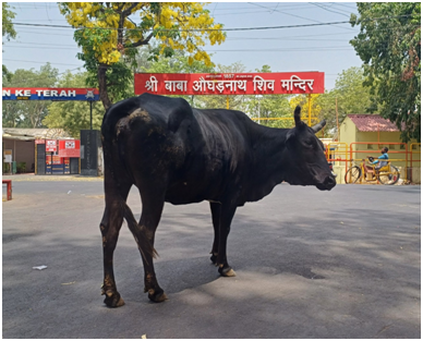 도로의 흑우 20250704_143315523.png