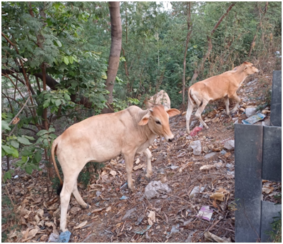 야무나강 둔치 소들 20250625_144019972.png