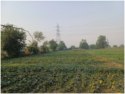 야무나강 둔치 농지 20250627_151147163.png