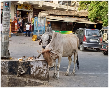 도로 가운데 소들 20250821_120743695.png