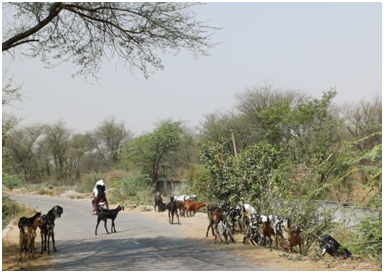 도로에 있는 가축 20250704_140916055.png