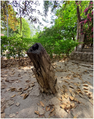 그루터기 20250608_092901885.png