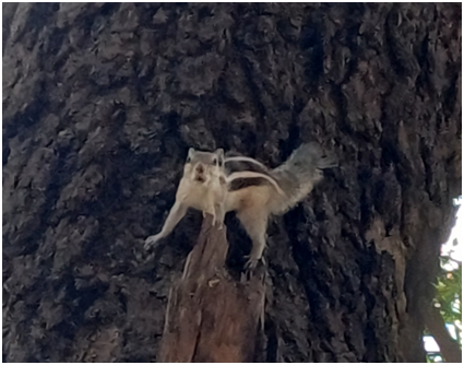 나무에 있는 다람쥐 20250704_145217056.png
