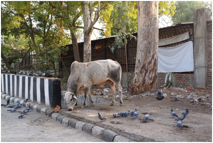 소와 비둘기 20250821_114526323.png